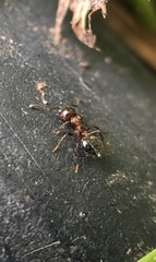 Formicidae