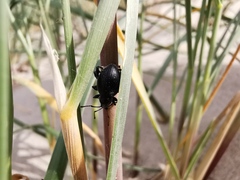 Otiorhynchus atroapterus