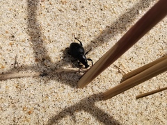 Otiorhynchus atroapterus