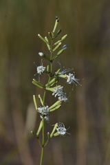 Silene chlorantha