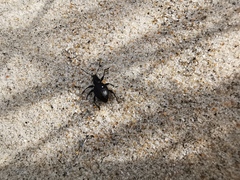 Otiorhynchus atroapterus