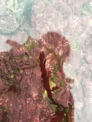 Odonthalia dentata