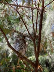 Glaucidium