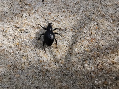 Otiorhynchus atroapterus