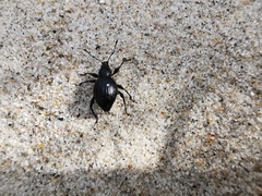 Otiorhynchus atroapterus