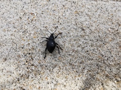 Otiorhynchus atroapterus