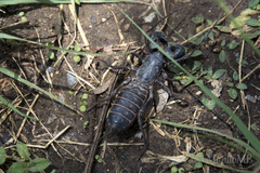 Mastigoproctus