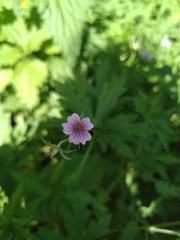 Geranium sibiricum