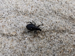 Otiorhynchus atroapterus