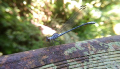 Bayadera brevicauda