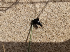 Otiorhynchus atroapterus