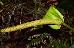 Anthurium nymphaeifolium