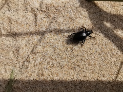 Otiorhynchus atroapterus