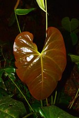 Anthurium nymphaeifolium