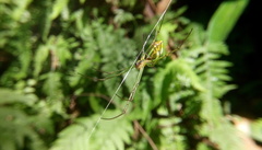 Leucauge blanda