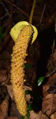Anthurium nymphaeifolium