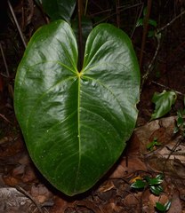 Anthurium nymphaeifolium