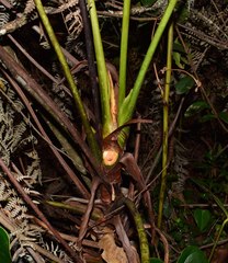 Anthurium nymphaeifolium