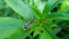 Epidaus