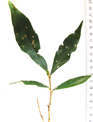 Ilex mitis