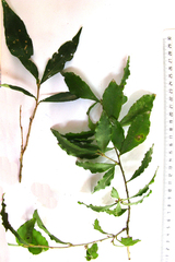 Ilex mitis
