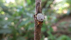 Aoaraneus pentagrammicus