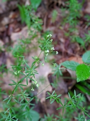 Galium concinnum