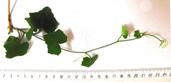 Kedrostis nana