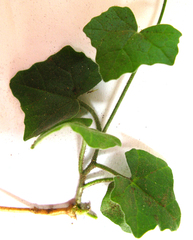 Kedrostis nana