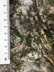Bryopsida