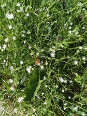 Stellaria graminea