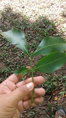 Melicoccus bijugatus