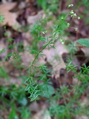 Galium concinnum