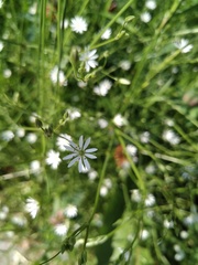 Stellaria graminea