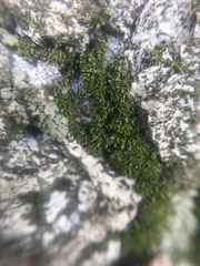 Bryopsida