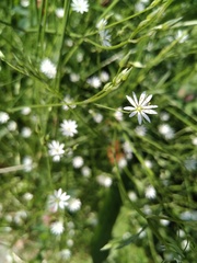 Stellaria graminea