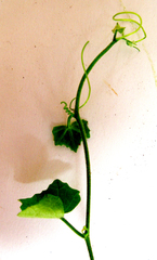 Kedrostis nana