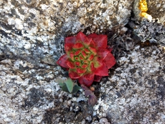 Dudleya farinosa