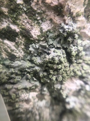 Fungi