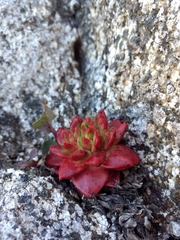 Dudleya farinosa