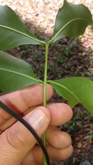 Melicoccus bijugatus