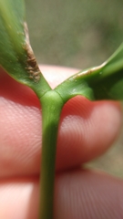 Melicoccus bijugatus