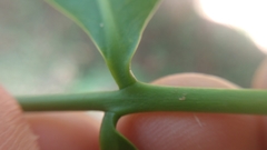 Melicoccus bijugatus