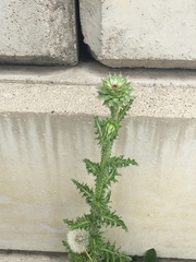 Carduus nutans