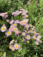 Erigeron