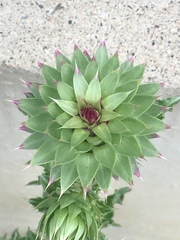 Carduus nutans