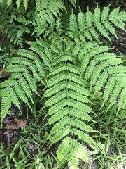 Pteris tripartita