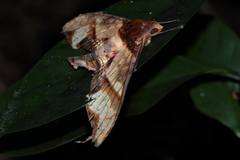 Amplypterus panopus