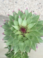 Carduus nutans