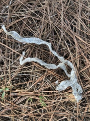 Coluber constrictor
